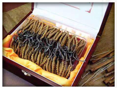 凉山冬虫夏草回收